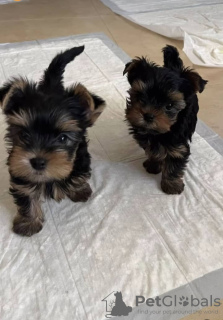 Foto №1. yorkshire terrier - zum Verkauf in der Stadt Freiburg | verhandelt | Ankündigung № 121640