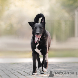 Foto №2 zu Ankündigung № 8647 zu verkaufen mischlingshund - einkaufen Russische Föderation aus dem tierheim