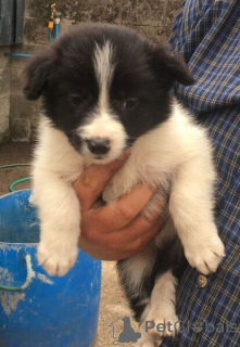 Foto №1. border collie - zum Verkauf in der Stadt Bad Klinkirchheim | verhandelt | Ankündigung № 169911