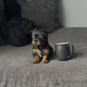 Foto №1. yorkshire terrier - zum Verkauf in der Stadt Edingen-Neckarhausen | 242€ | Ankündigung № 173558