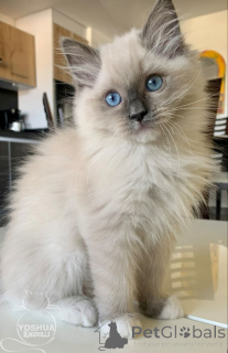 Foto №1. burma-katze - zum Verkauf in der Stadt Aizlenten | 400€ | Ankündigung № 157696