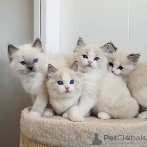 Foto №1. ragdoll-katze - zum Verkauf in der Stadt New Orleans | 425€ | Ankündigung № 129555