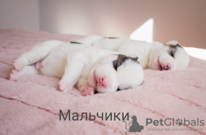 Foto №4. Ich werde verkaufen siberian husky in der Stadt Poltawa.  - preis - verhandelt