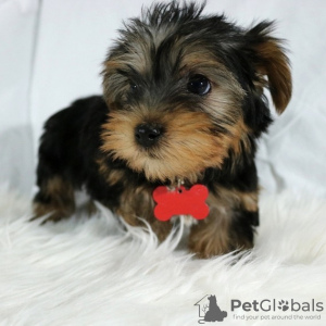 Foto №3. Wunderschöner Yorkshire-Welpe. Deutschland