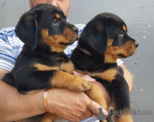 Foto №2 zu Ankündigung № 164893 zu verkaufen rottweiler - einkaufen Belgien quotient 	ankündigung, züchter
