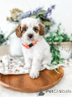 Foto №1. labradoodle - zum Verkauf in der Stadt Alingsq | 550€ | Ankündigung № 157767
