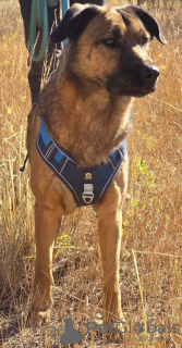 Foto №3. Auf der Suche nach einem Zuhause. Russische Föderation