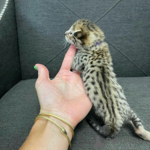 Foto №1. bengal katzenrasse - zum Verkauf in der Stadt Newcastle | 581€ | Ankündigung № 166198