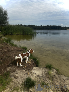 Foto №3. Cavalier King Charles Spaniel. Russische Föderation