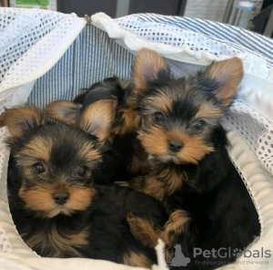 Foto №2 zu Ankündigung № 118384 zu verkaufen yorkshire terrier - einkaufen USA züchter