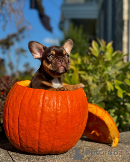 Foto №2 zu Ankündigung № 150638 zu verkaufen französische bulldogge - einkaufen Deutschland aus dem tierheim, züchter