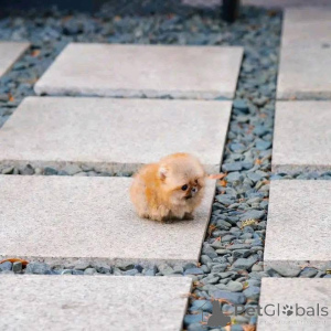 Foto №2 zu Ankündigung № 137274 zu verkaufen pommersche spitz - einkaufen Schweiz quotient 	ankündigung