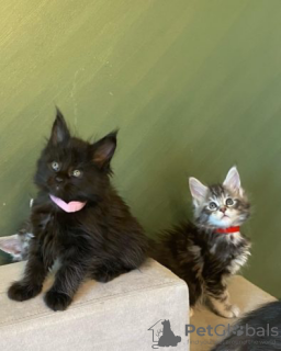 Foto №3. Maine Coons. Russische Föderation