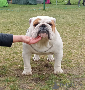 Zusätzliche Fotos: Englische Bulldogge fci