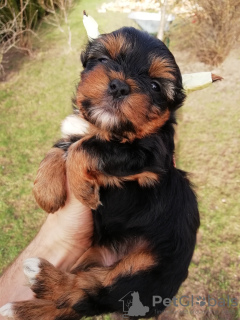 Foto №2 zu Ankündigung № 97665 zu verkaufen biewer terrier, yorkshire terrier - einkaufen Estland quotient 	ankündigung, züchter