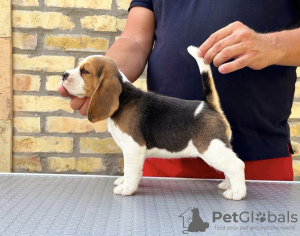 Zusätzliche Fotos: Beagle-Welpen von Top-Show-Eltern