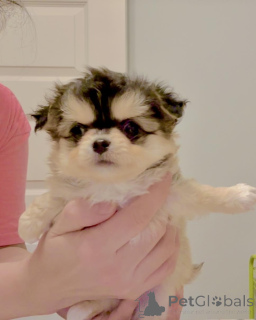 Foto №2 zu Ankündigung № 160056 zu verkaufen chihuahua - einkaufen Deutschland quotient 	ankündigung