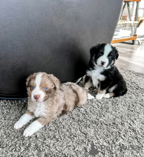 Foto №1. miniatur-amerikanischer schäferhund (aussie) - zum Verkauf in der Stadt Флорида Сити | 1063€ | Ankündigung № 138971