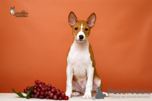 Foto №2 zu Ankündigung № 39988 zu verkaufen basenji - einkaufen Weißrussland vom kindergarten