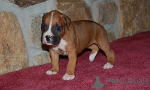 Foto №2 zu Ankündigung № 170294 zu verkaufen deutscher boxer - einkaufen Dänemark 