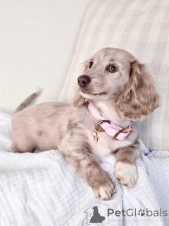 Foto №3. Reinrassiger Dackelpuppen gut sozialisiert und Tierarzt überprüft. Deutschland