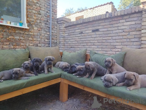 Foto №1. cane corso italiano - zum Verkauf in der Stadt Bečej | verhandelt | Ankündigung № 149315