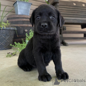Foto №2 zu Ankündigung № 172787 zu verkaufen labrador retriever - einkaufen Deutschland quotient 	ankündigung