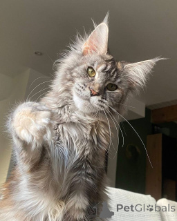 Foto №2 zu Ankündigung № 157137 zu verkaufen maine-coon-katze - einkaufen Großbritannien 