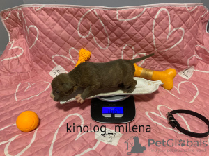 Foto №2 zu Ankündigung № 127735 zu verkaufen american bully - einkaufen Serbien quotient 	ankündigung, vom kindergarten, züchter