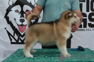 Foto №4. Ich werde verkaufen alaskan malamute in der Stadt Belgrad.  - preis - verhandelt