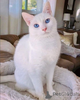 Foto №2 zu Ankündigung № 157695 zu verkaufen japanese bobtail - einkaufen Deutschland aus dem tierheim, züchter