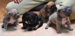 Foto №2 zu Ankündigung № 3528 zu verkaufen französische bulldogge - einkaufen Russische Föderation vom kindergarten, züchter