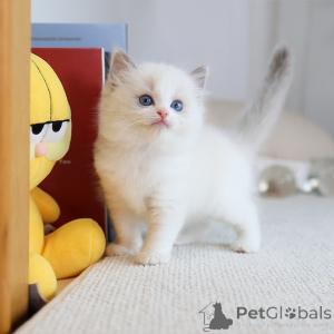 Foto №2 zu Ankündigung № 152261 zu verkaufen ragdoll-katze - einkaufen Irland züchter