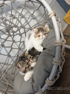 Foto №3. Exotisches Kurzhaar-Kätzchen abzugeben.. Schweiz