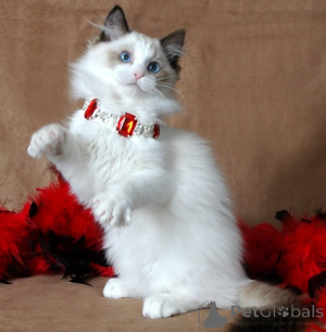 Foto №3. Reine weiße Ragdoll -Katzen bereit für neues Zuhause. Niederlande