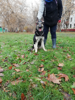 Foto №1. osteuropäischer schäferhund - zum Verkauf in der Stadt Moskau | 292€ | Ankündigung № 3985