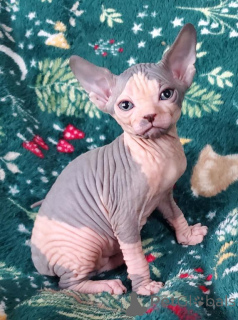 Foto №1. sphynx-katze - zum Verkauf in der Stadt Helsinki | 350€ | Ankündigung № 140887