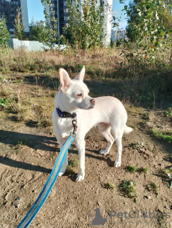 Zusätzliche Fotos: Ruhiger und sehr schöner Hund, 1 Jahr alt