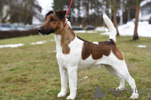 Foto №2 zu Ankündigung № 112244 zu verkaufen foxterrier - einkaufen Weißrussland vom kindergarten