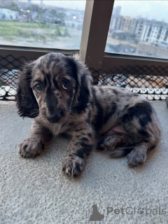 Foto №1. dackel - zum Verkauf in der Stadt Hamburg | verhandelt | Ankündigung № 144429