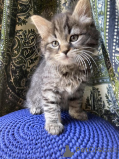 Foto №1. sibirische katze - zum Verkauf in der Stadt Baden-Baden | 350€ | Ankündigung № 150513