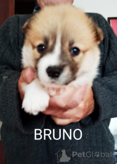 Foto №2 zu Ankündigung № 141396 zu verkaufen welsh corgi - einkaufen Serbien 