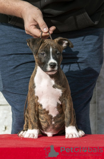 Zusätzliche Fotos: Amerikanische Staffordshire-Terrier-Welpen internationaler Herkunft