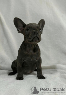 Foto №2 zu Ankündigung № 116913 zu verkaufen französische bulldogge - einkaufen Serbien züchter