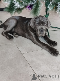 Foto №1. cane corso italiano - zum Verkauf in der Stadt Balakovo | verhandelt | Ankündigung № 82767