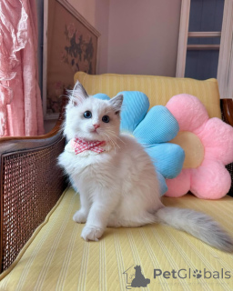 Foto №1. ragdoll-katze - zum Verkauf in der Stadt Alsdorf | 750€ | Ankündigung № 152721