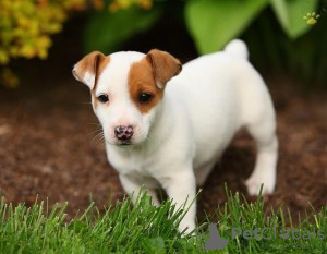 Foto №1. jack russell terrier - zum Verkauf in der Stadt Амстердам | 398€ | Ankündigung № 132718