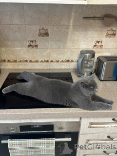 Foto №3. Männliches britisches Kurzhaar-Kätzchen. Deutschland