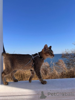 Foto №2 zu Ankündigung № 155313 zu verkaufen chausie - einkaufen Russische Föderation vom kindergarten