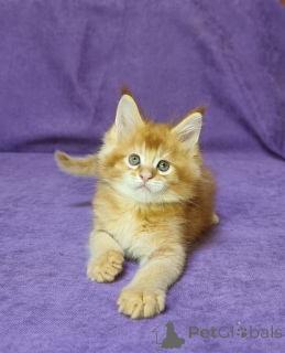 Foto №2 zu Ankündigung № 137754 zu verkaufen maine-coon-katze - einkaufen Deutschland quotient 	ankündigung